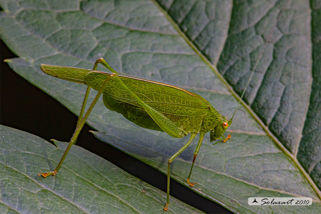 Phaneroptera nana, femmina