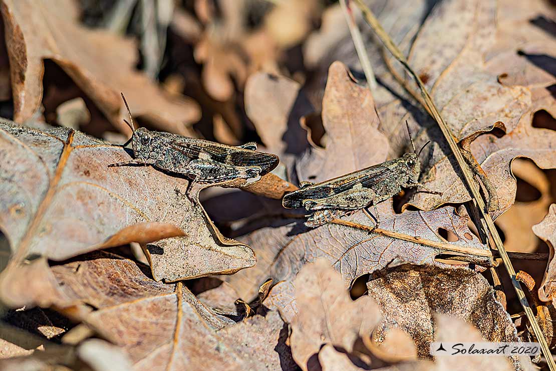 Acrididae: Aiolopus strepens