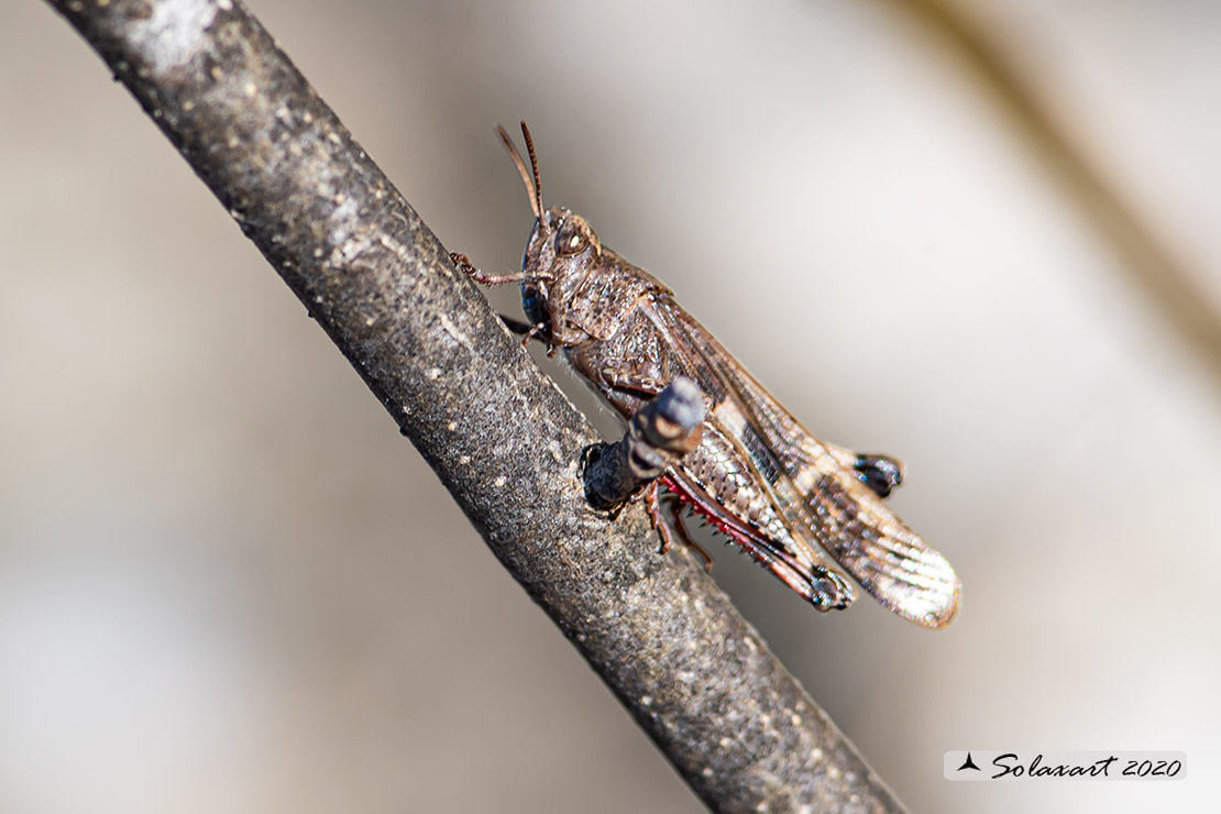 Acrididae: Aiolopus strepens