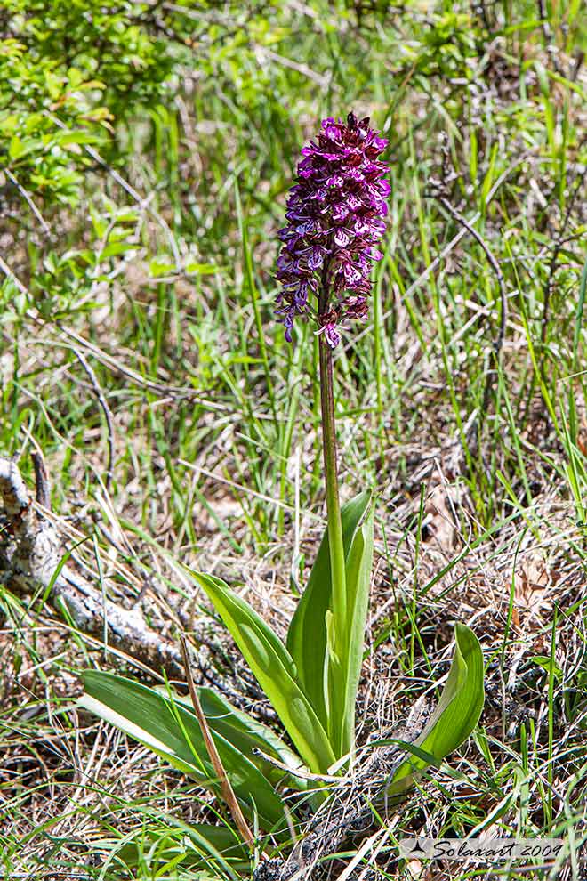 Orchis purpurea