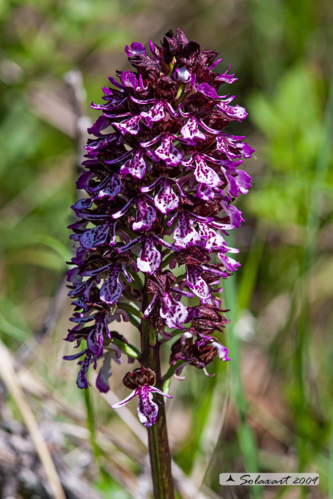 Orchis purpurea