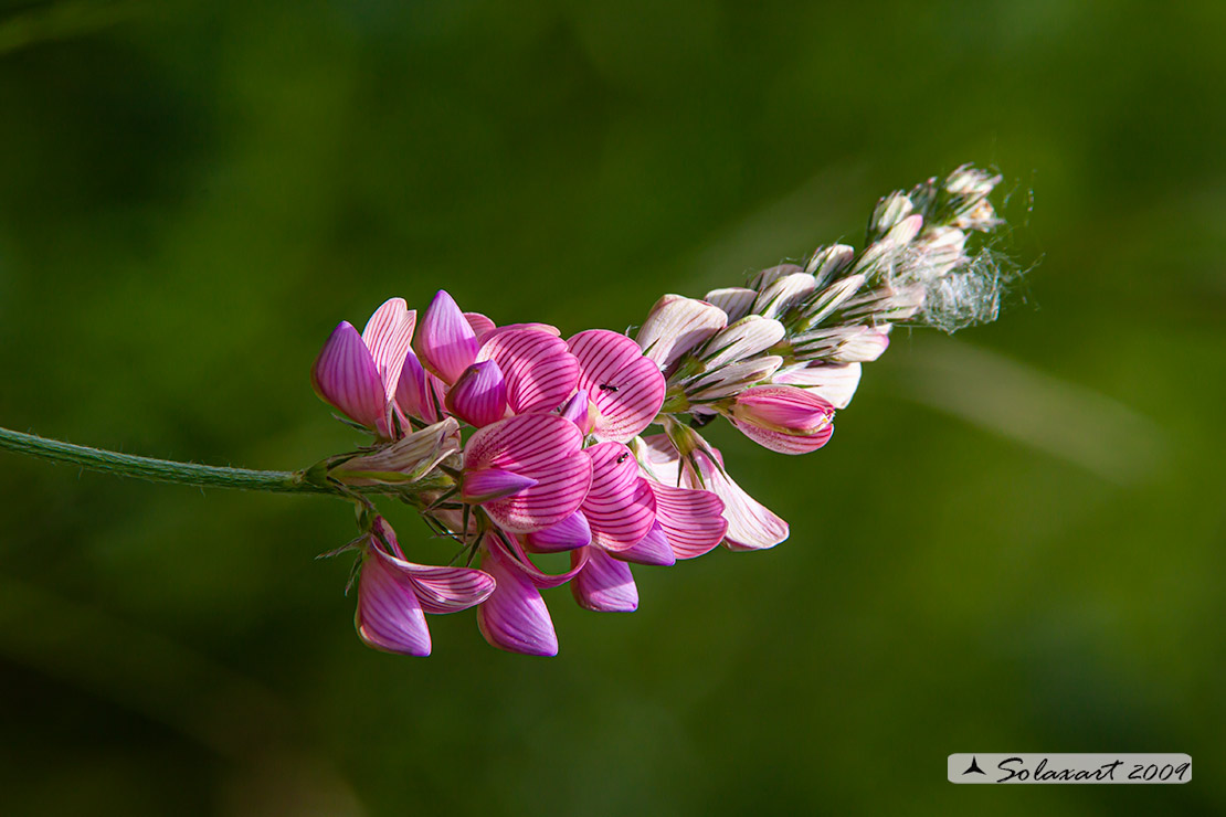 Fiore montano: Onobrychis  cfr. viciifolia (Fabaceae)
