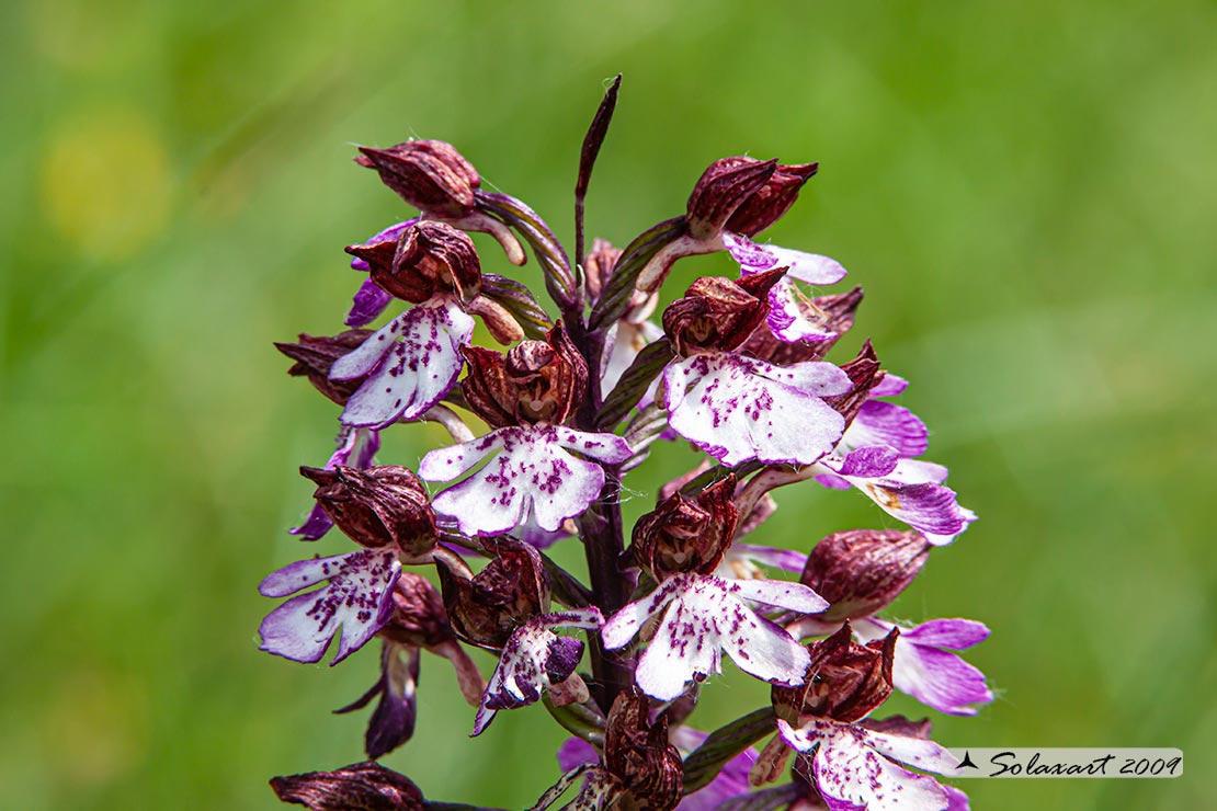 Orchis purpurea