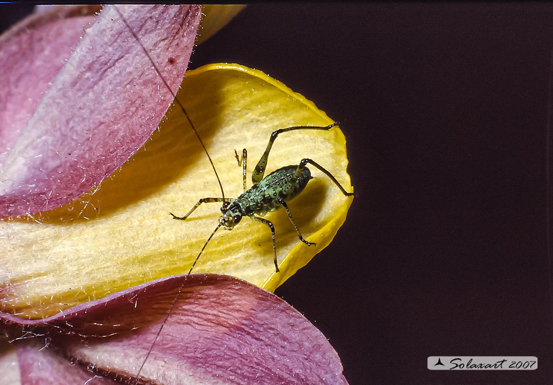 Neanide di Phaneroptera nana