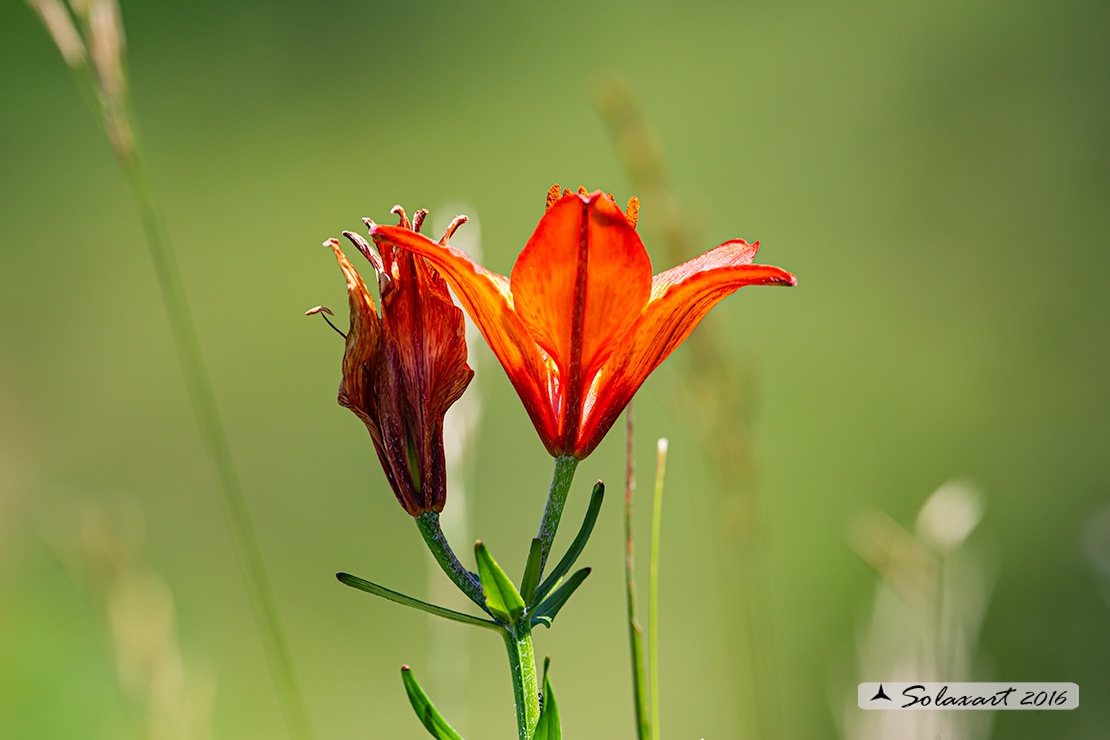 Liliaceae  - Lilium bulbiferum