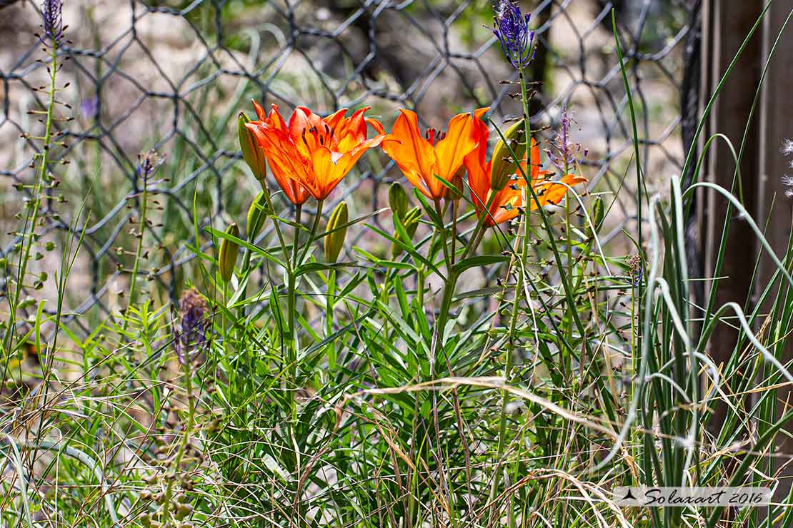 Liliaceae  - Lilium bulbiferum