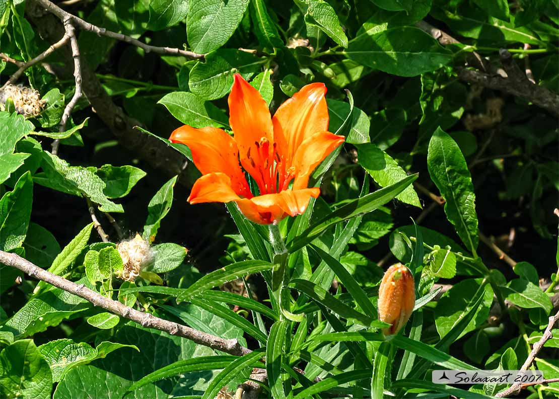 Liliaceae  - Lilium bulbiferum