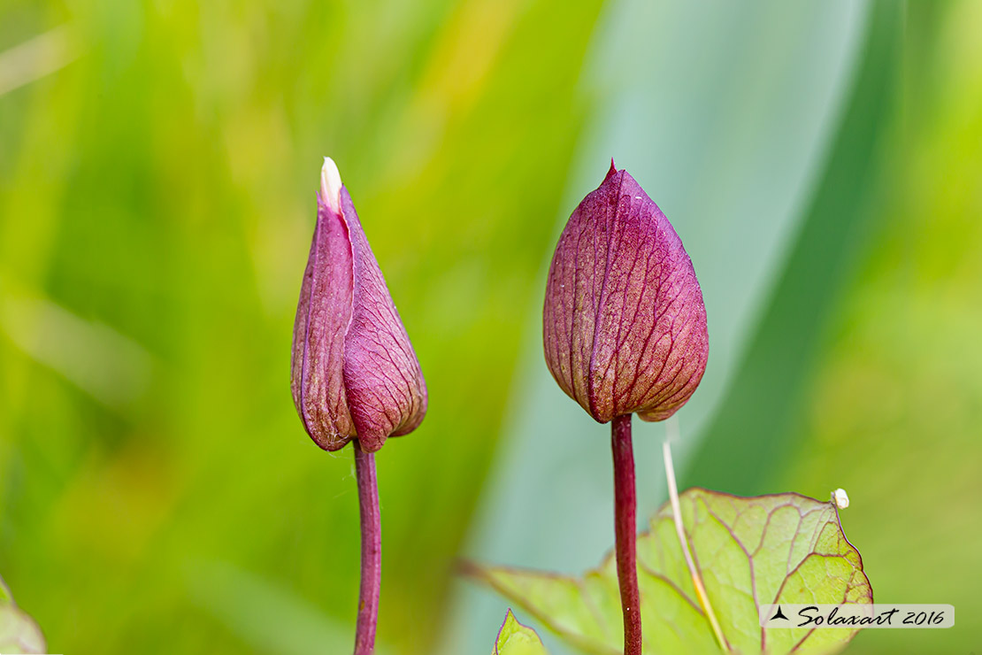 Convolvulus sp