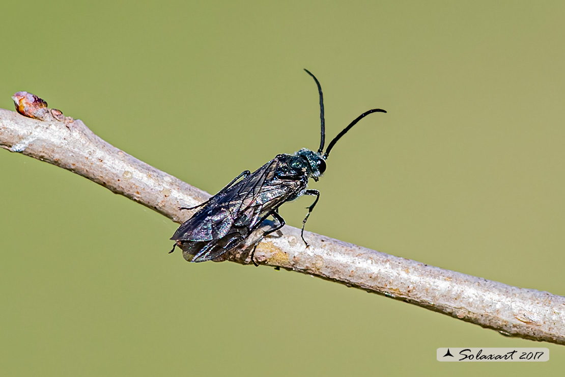 Imenottero ? S, Tenthredinidae, maschio Dolerus cfr. haematodes