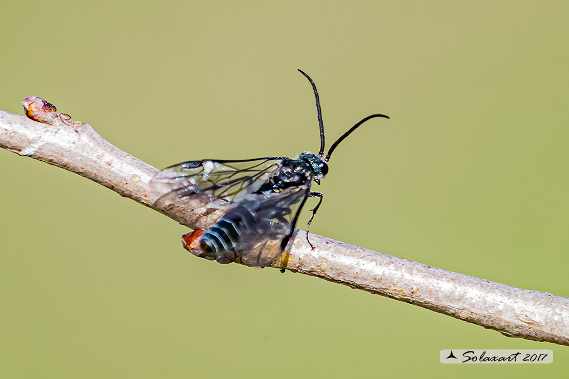 Imenottero ? S, Tenthredinidae, maschio Dolerus cfr. haematodes