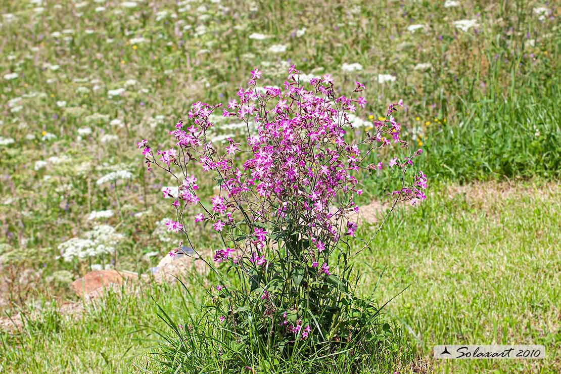 Saponaria ?   No, Silene dioica