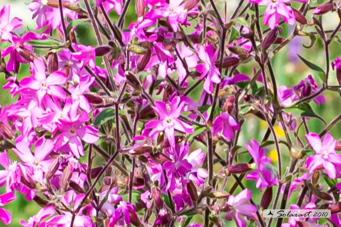 Saponaria ?   No, Silene dioica