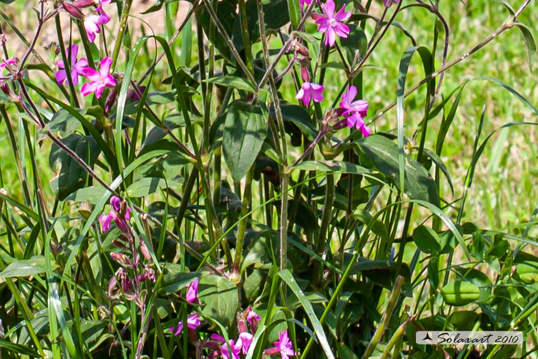 Saponaria ?   No, Silene dioica
