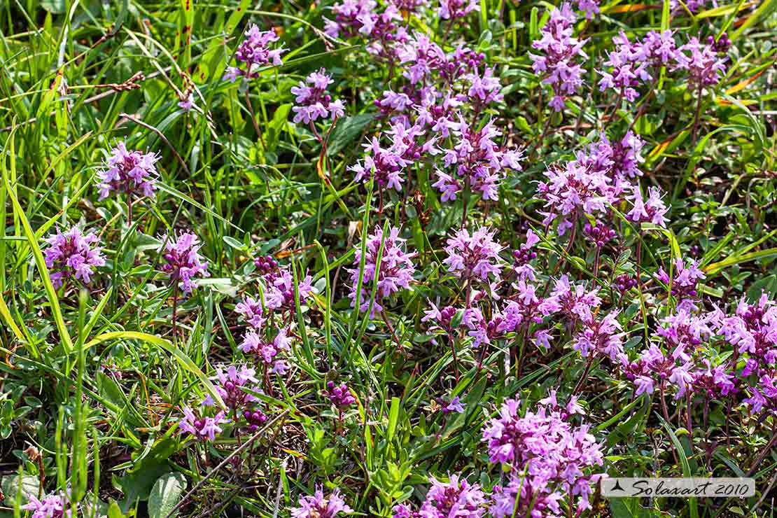 Saponaria ?   No, Silene dioica