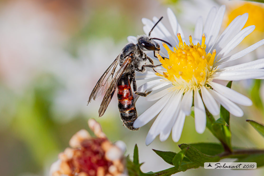 Andrena sp.?  No, Lasioglossum cfr. nigripes  (Apidae Halictinae)