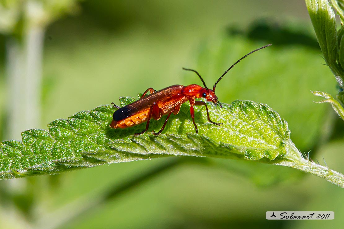 Cantharis livida ?   No, Rhagonycha fulva