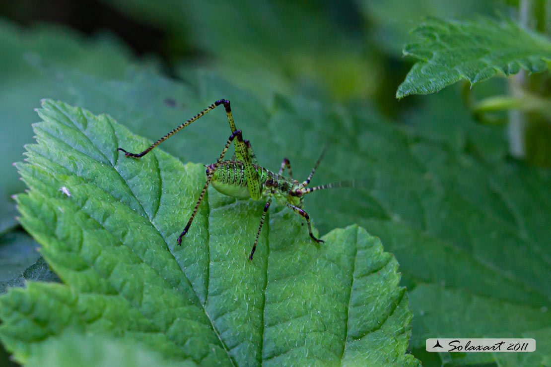 Ninfa di Phaneroptera nana (??))