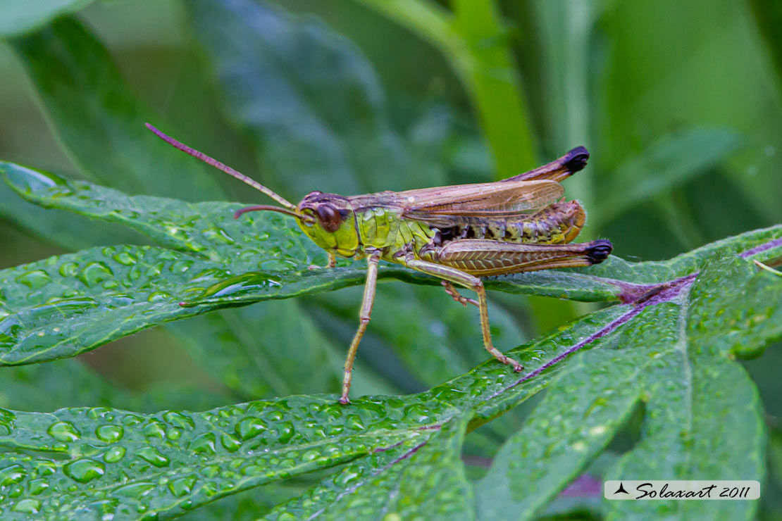 Pseudochorthippus parallelus - ♂