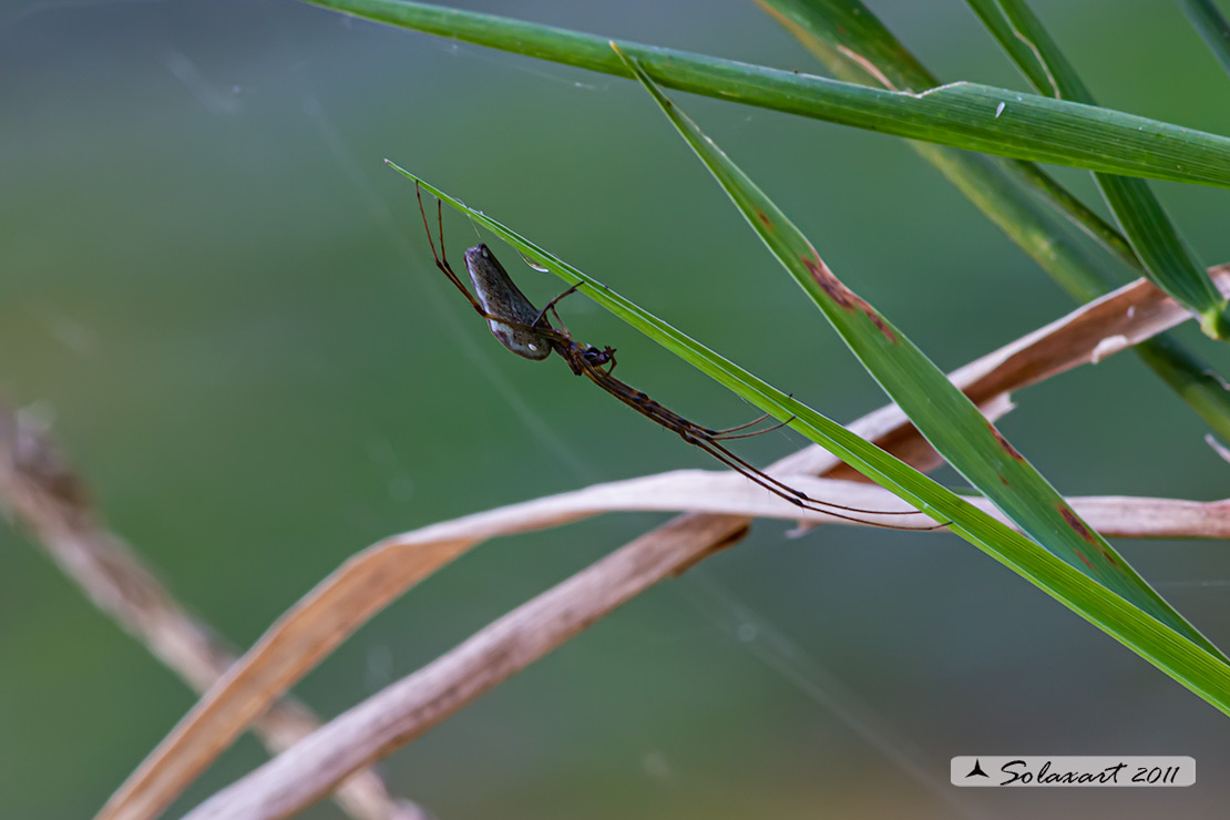 Tetragnatha montana ? ... Tetragnatha sp. - Bereguardo (PV)