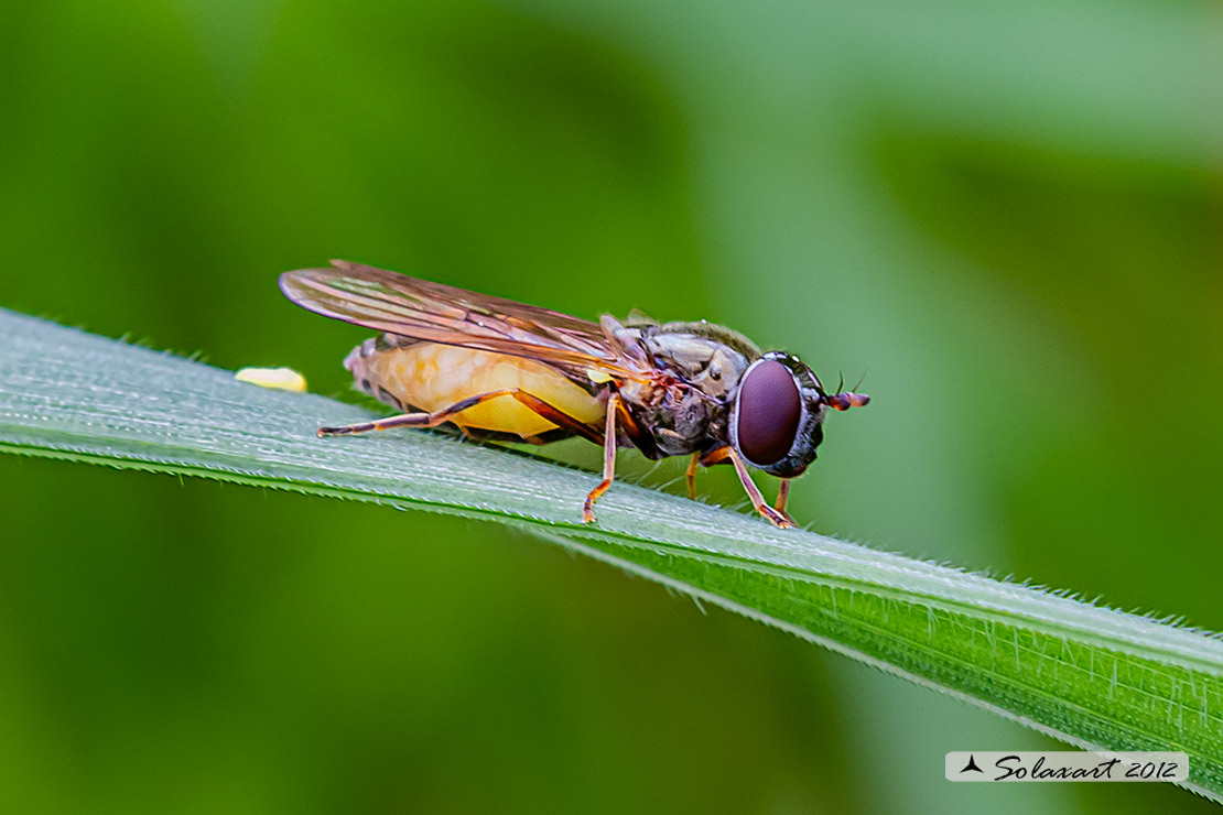 Syrphidae: femmina in deposizione