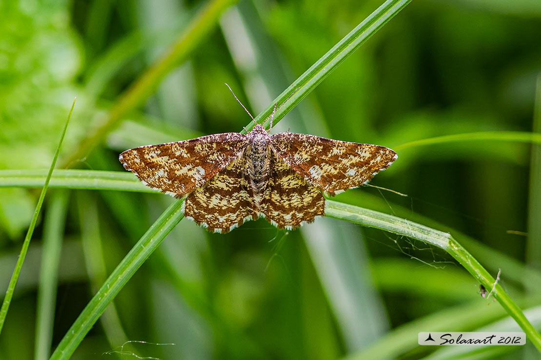 Ematurga atomaria - Geometridae