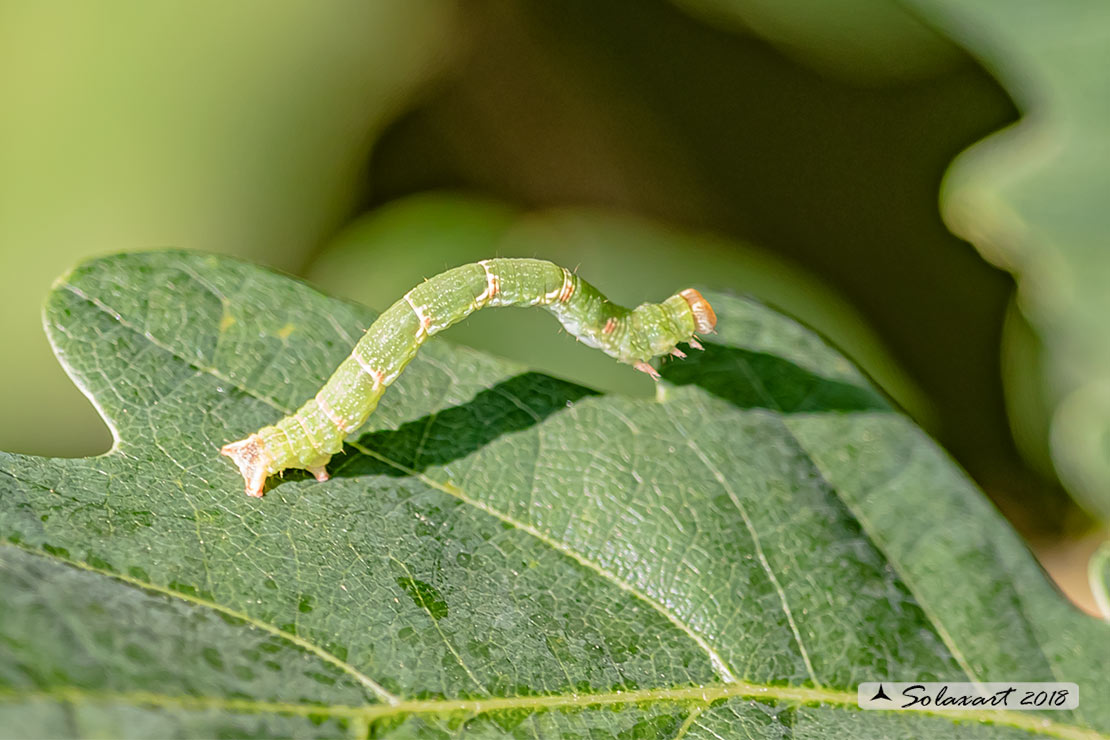 Geometridae, bruco: Cyclophora sp.
