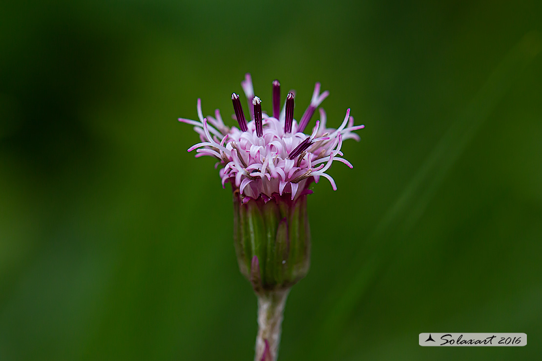 Saussurea sp. (Asteraceae)