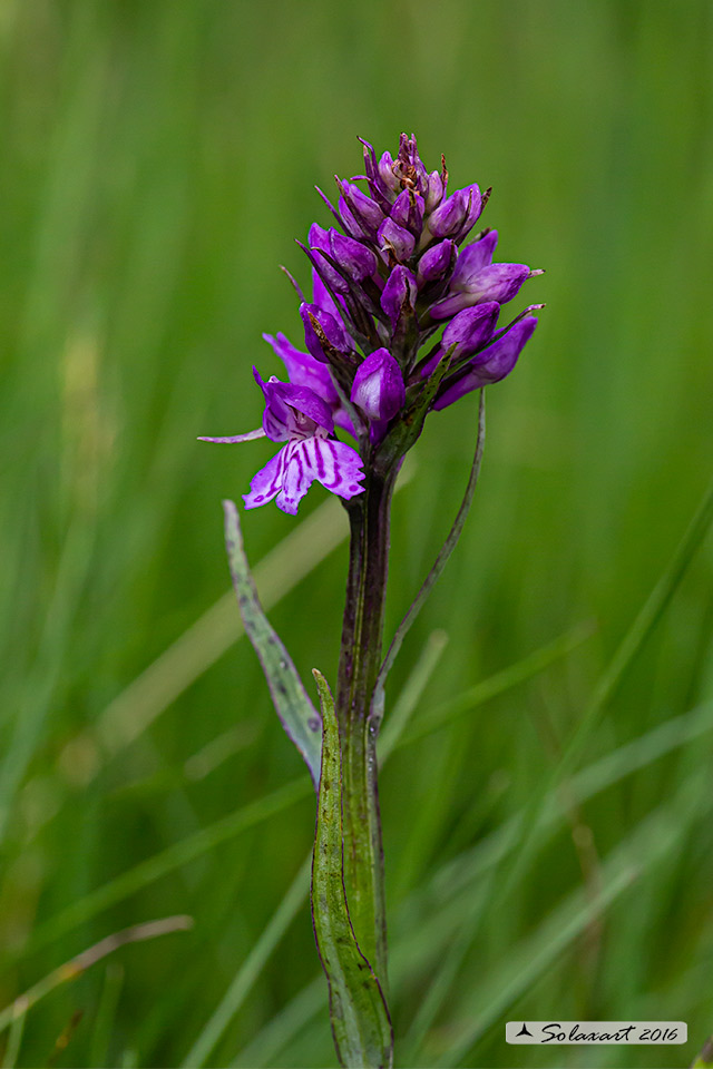 Saussurea sp. (Asteraceae)