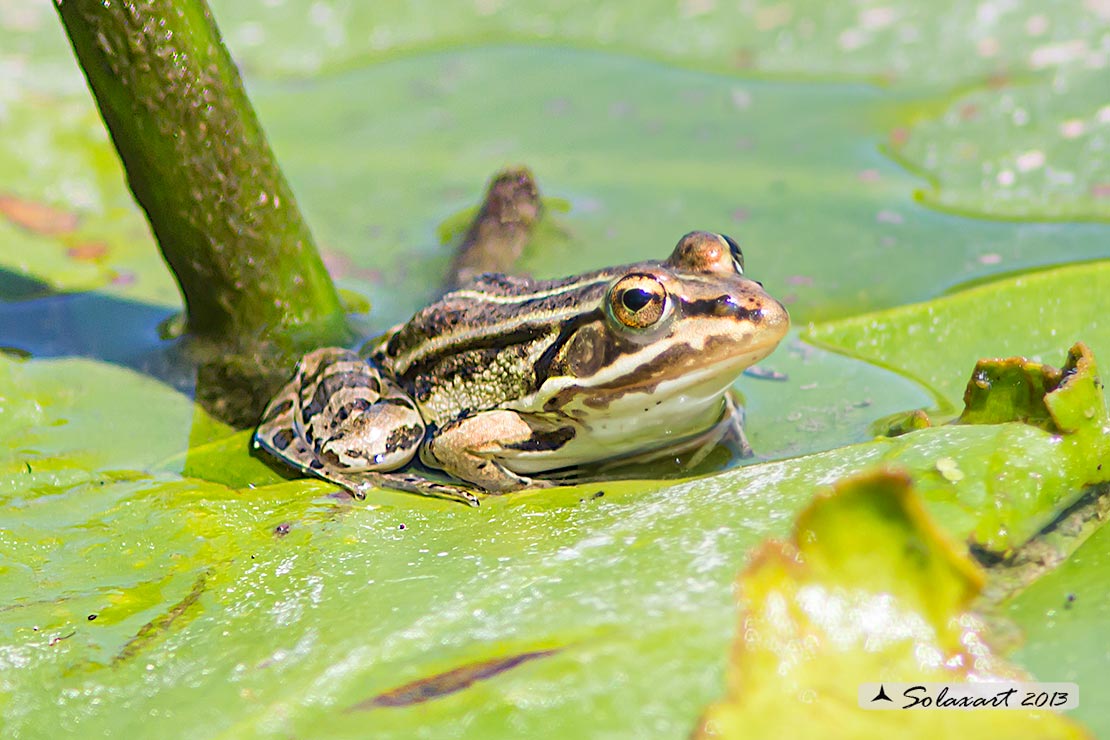 Pelophylax sp., femmina - prov. AL