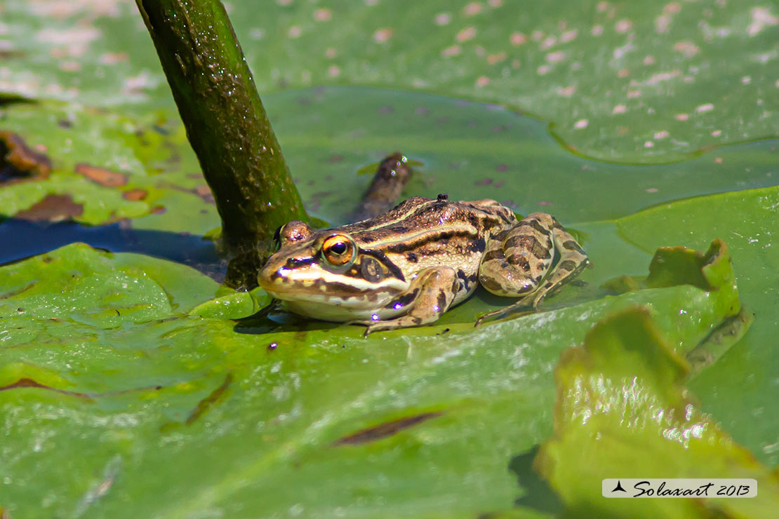 Pelophylax sp., femmina - prov. AL