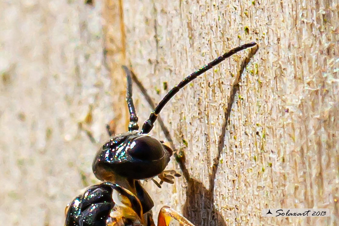 Apidae Andreninae? No, Pamphiliidae, probabile Pamphilius sp.
