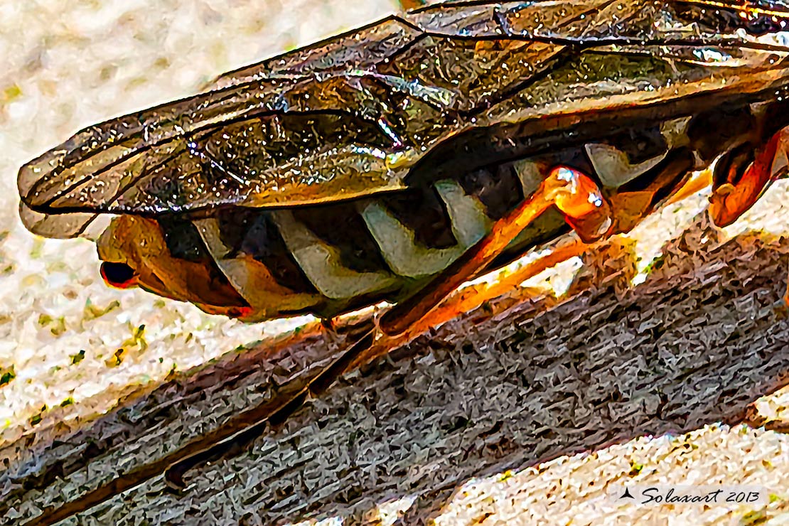 Apidae Andreninae? No, Pamphiliidae, probabile Pamphilius sp.