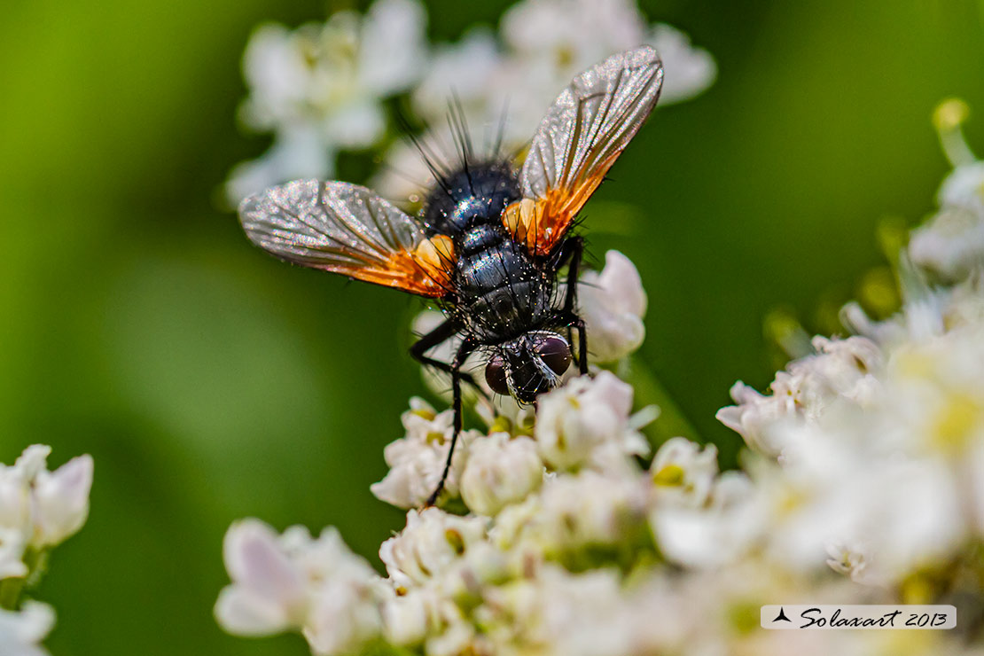 Tachinidae: cfr. Zophomyia temula