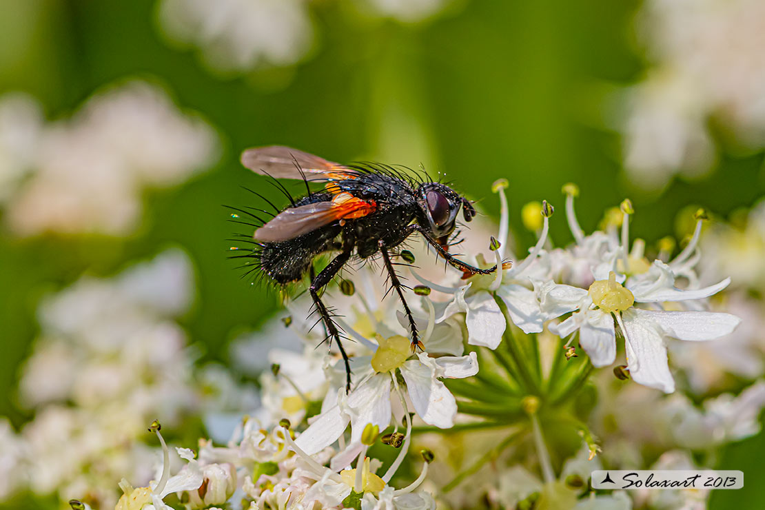 Tachinidae: cfr. Zophomyia temula