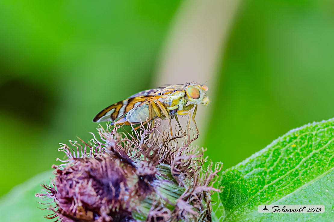 Tephritidae: Orellia falcata, femmina