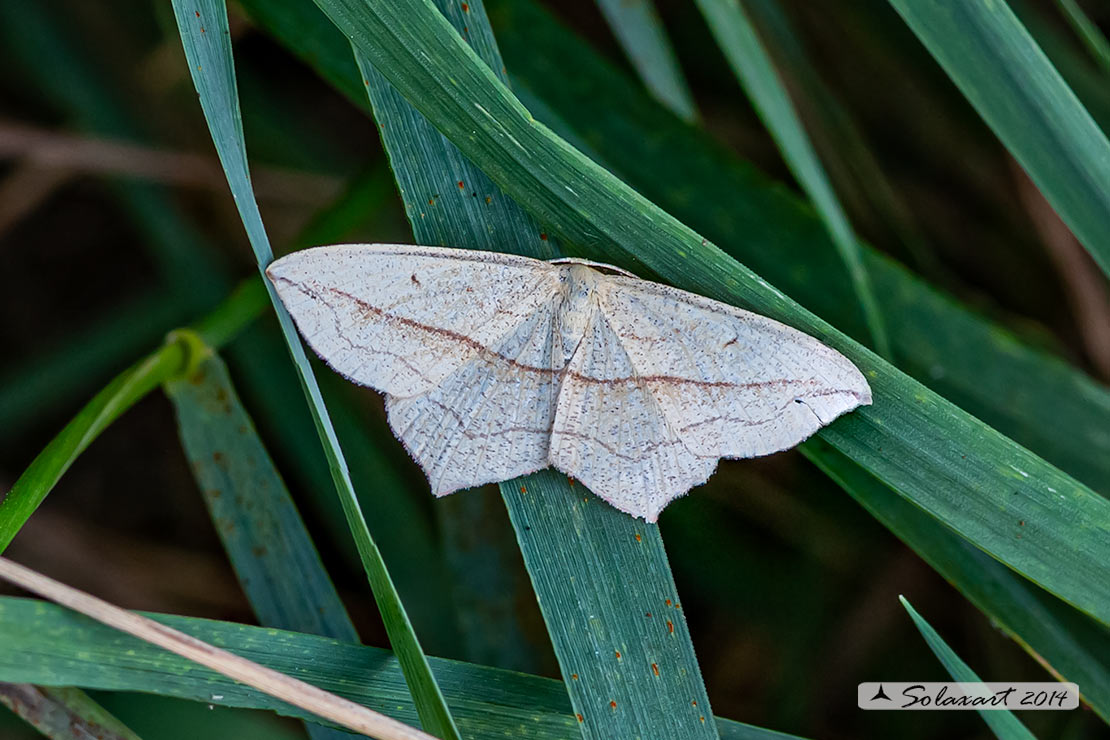 Sembrerebbe una Geometridae. Scopula? No, Timandra comae