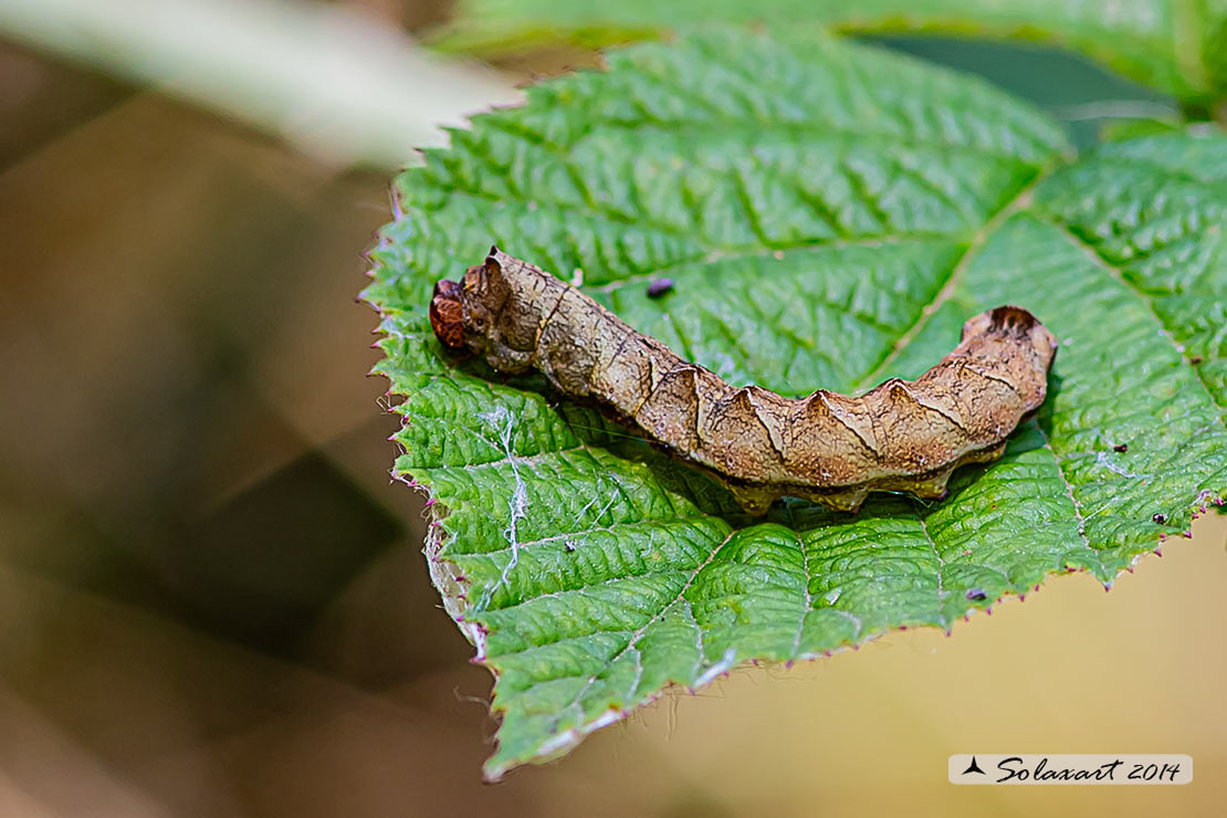 Drepanidae: Thyatira batis? S