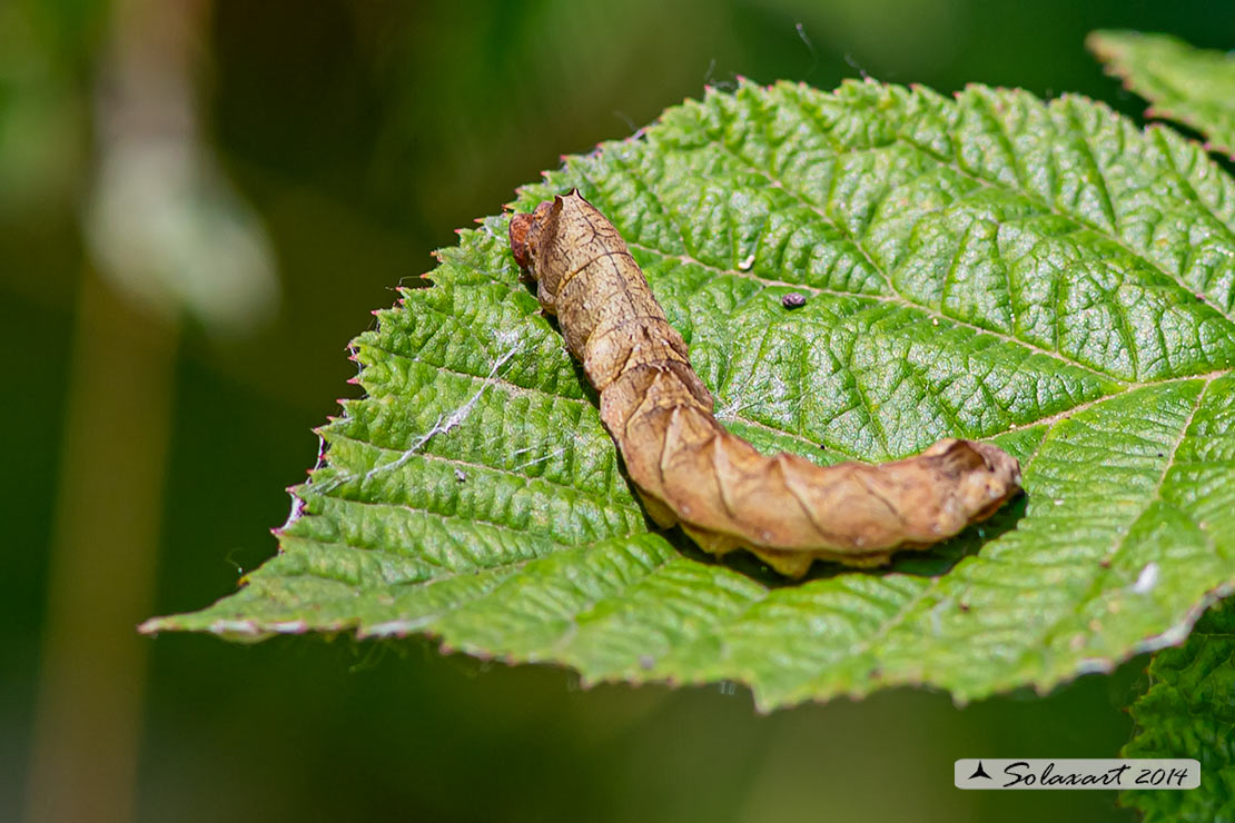 Drepanidae: Thyatira batis? S