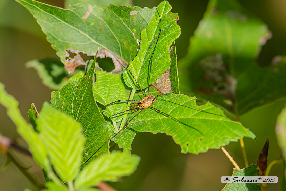 Phalangium opilio ♂♀ - Phalangiidae