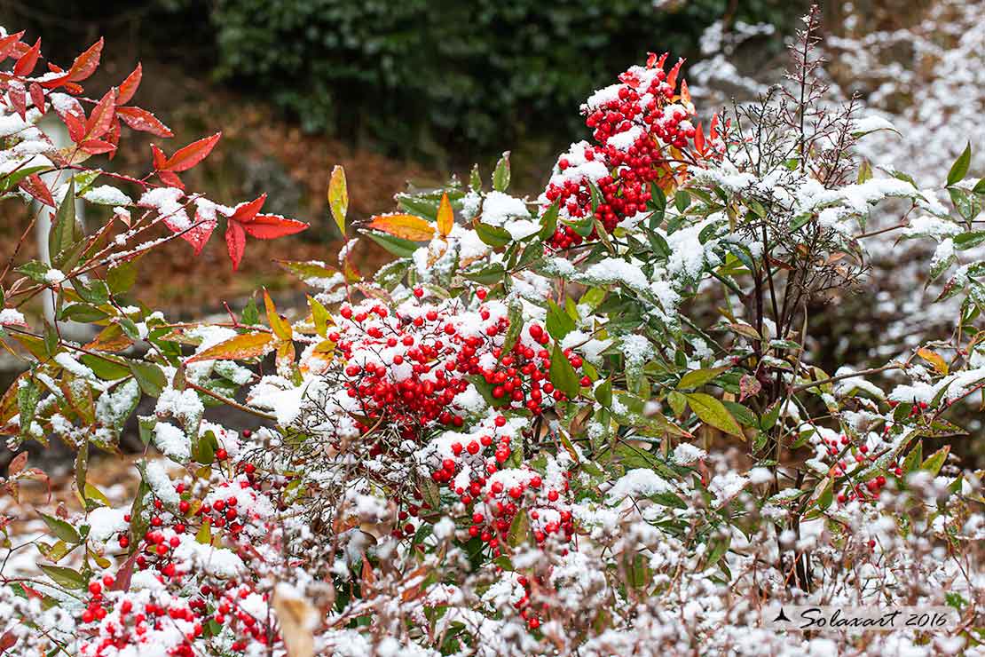 Nandina domestica / Nandina