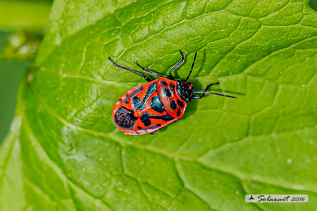Pentatomidae: Eurydema ornata