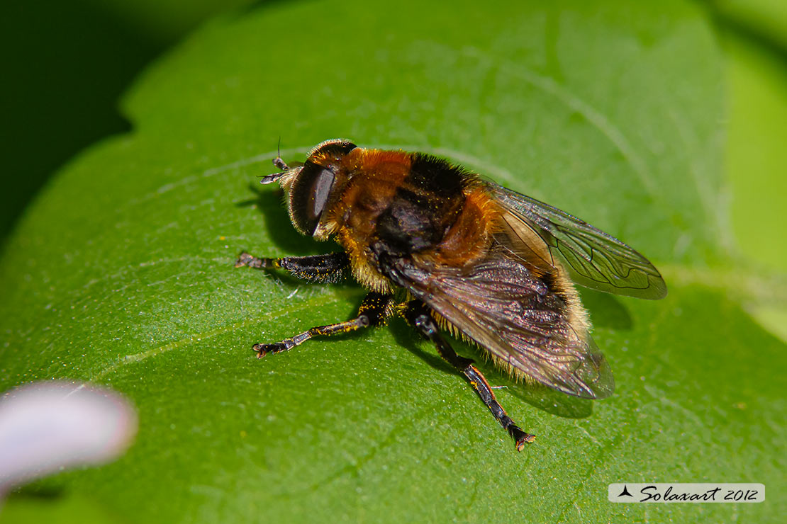 Syrphidae: Merodon gr. equestris