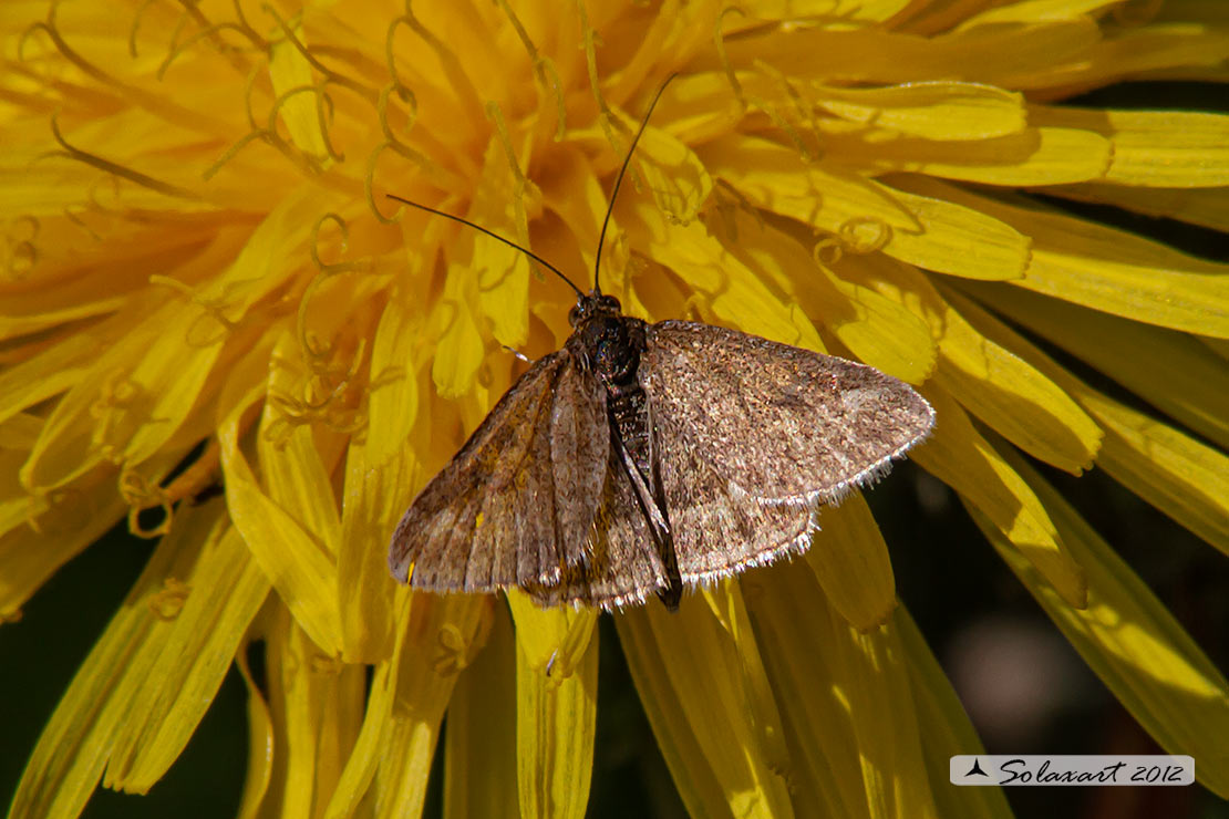 Noctuidae (???) No, Crambidae: cfr. Pyrausta despicata