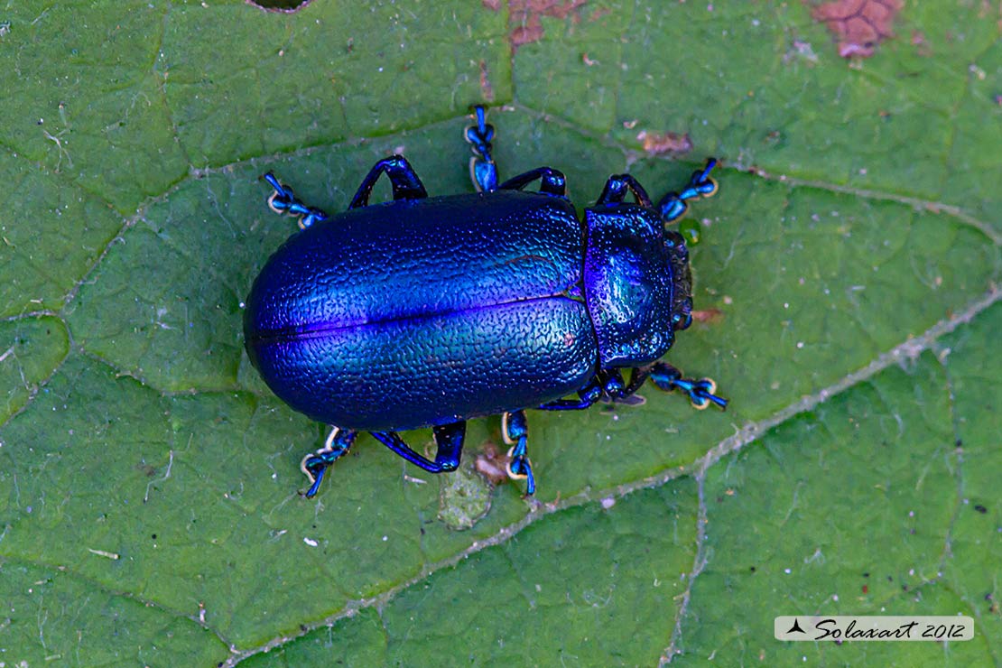 Chrysomelidae: maschio di Chrysolina  cacaliae