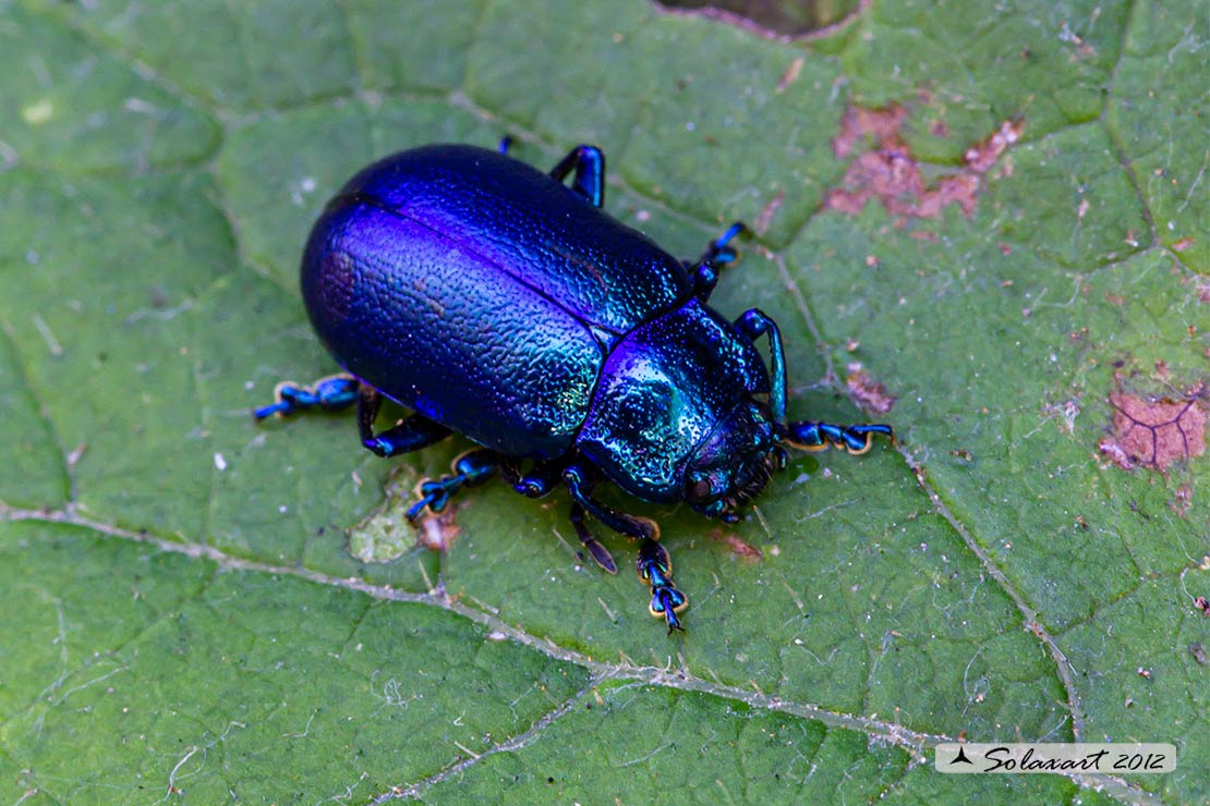 Chrysomelidae: maschio di Chrysolina  cacaliae