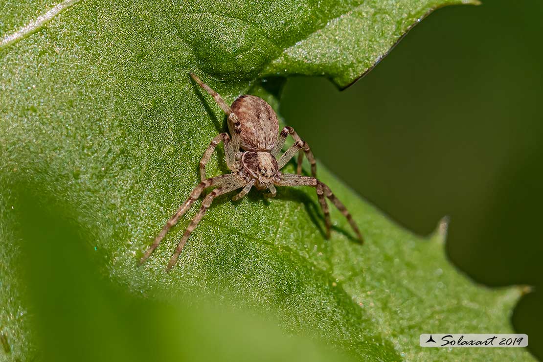 Anyphaenidae ?   No, Philodromus sp. - Magenta (MI)