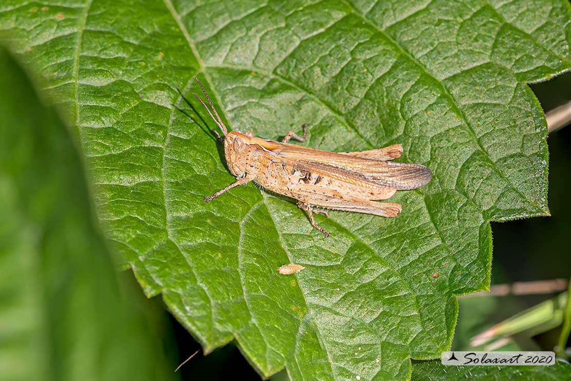 Acrididae ? S, Chorthippus (Glyptobothrus) sp.