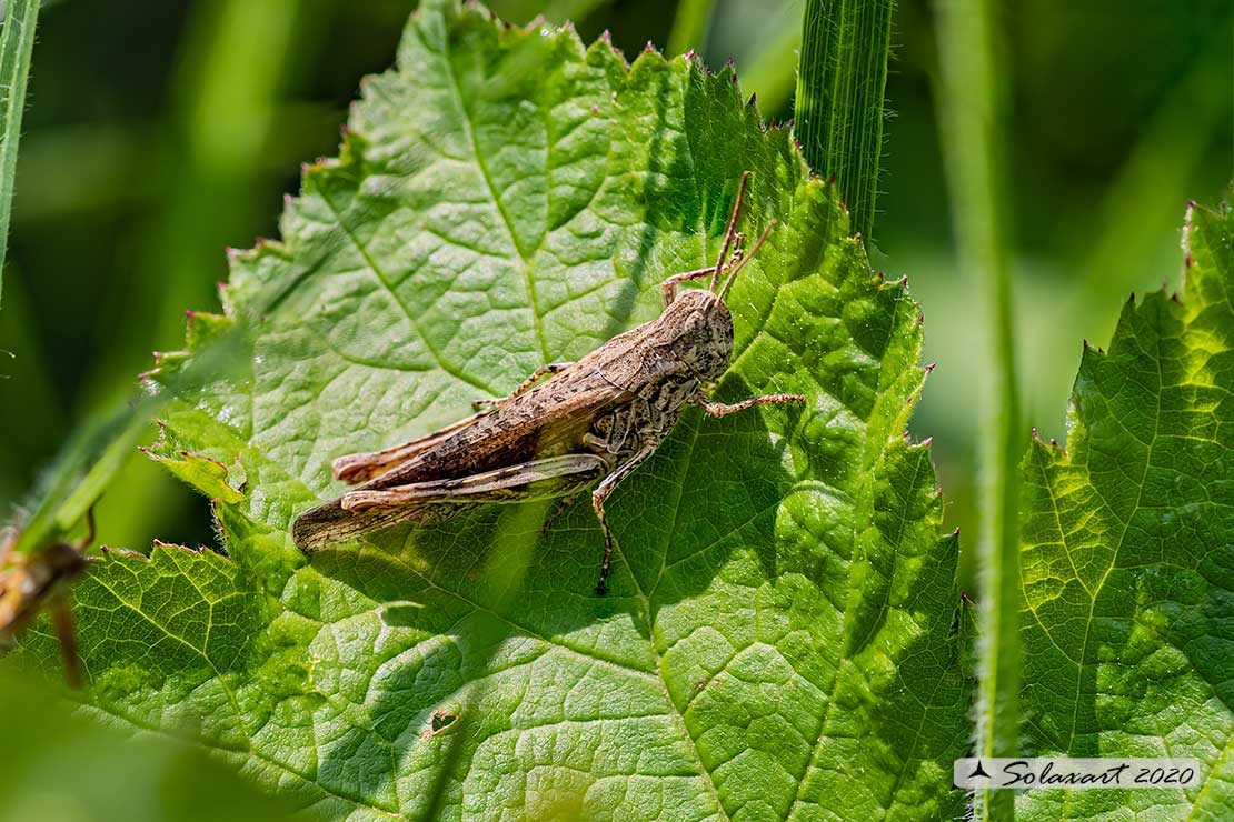 Aiolopus strepens ?  No,  Chorthippus (Glyptobothrus) sp.