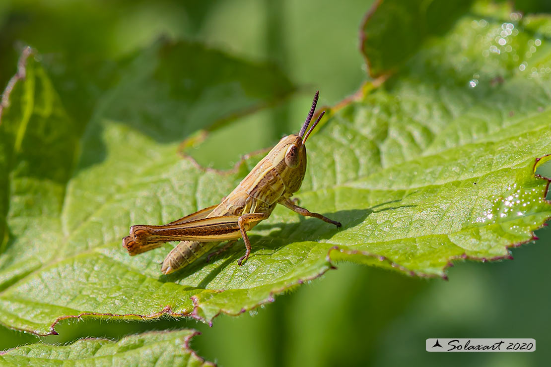 Euchorthippus  ?  S, Euchorthippus declivus allo stadio di neanide