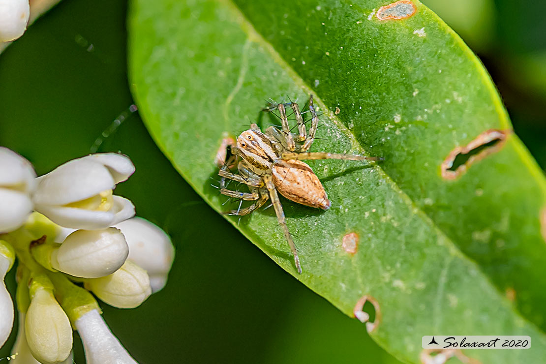 Oxyopidae ?    S, Oxyopes lineatus - Motta Visconti (MI)